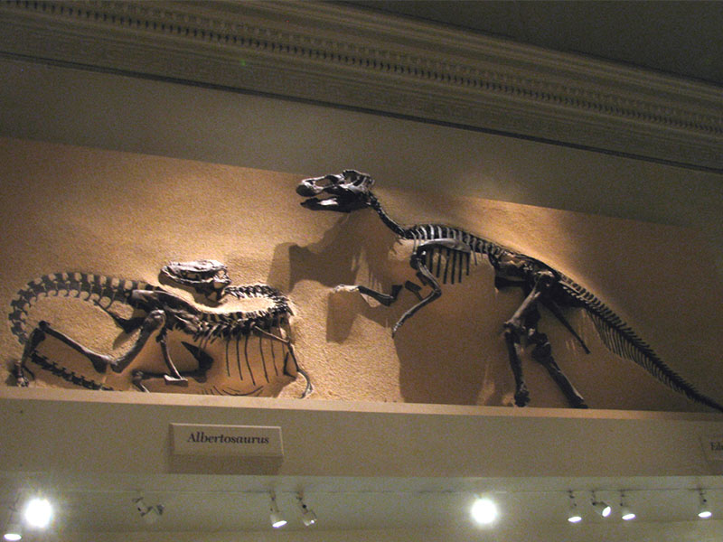 骨架化石